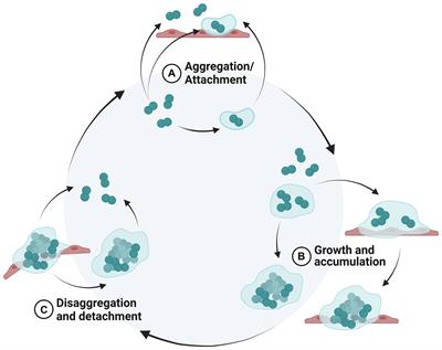 Role of biofilms in antimicrobial resistance of the bacterial bovine respiratory disease complex